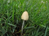 Conocybe apala image
