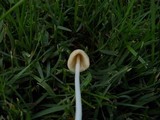 Conocybe apala image
