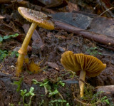 Descolea recedens image