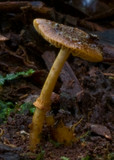 Descolea recedens image