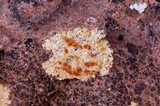 Image of Fulgensia desertorum
