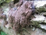 Stemonaria longa image