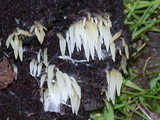 Mucronella bresadolae image