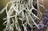 Ramalina subleptocarpha image