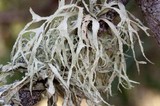 Ramalina subleptocarpha image