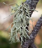 Ramalina subleptocarpha image