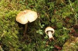 Inocybe sororia image