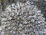 Phaeophyscia orbicularis image