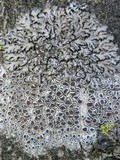 Phaeophyscia orbicularis image