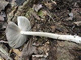Amanita borealisorora image