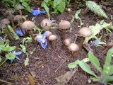 Panaeolus bisporus image