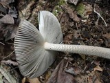 Amanita borealisorora image