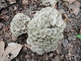 Polyporus umbellatus image