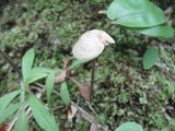 Entoloma conicum image