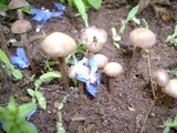 Panaeolus bisporus image
