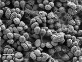 Spongiforma squarepantsii image