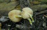 Pluteus romellii image