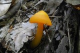 Humidicutis marginata var. marginata image