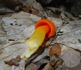 Humidicutis marginata var. marginata image