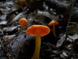 Humidicutis marginata var. marginata image