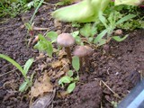 Panaeolus bisporus image