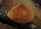 Xeromphalina tenuipes image