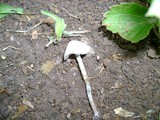 Panaeolus bisporus image