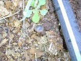Panaeolus bisporus image