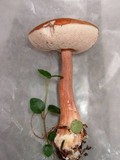 Austroboletus gracilis var. gracilis image