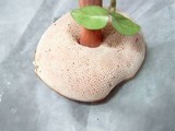 Austroboletus gracilis image