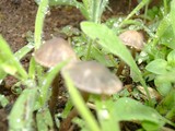 Panaeolus bisporus image