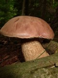Tylopilus felleus image