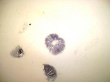 Panaeolus bisporus image