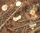 Clitocybe glacialis image