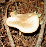 Clitocybe glacialis image