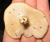 Clitocybe glacialis image