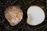 Rhizopogon ochraceorubens image