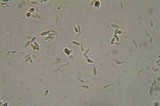 Rhizopogon ochraceorubens image