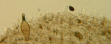 Panaeolus bisporus image