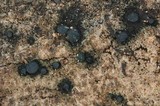 Claussenomyces atrovirens image