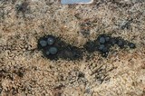 Claussenomyces atrovirens image