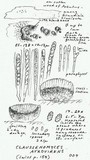 Claussenomyces atrovirens image