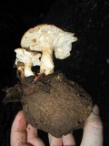 Polyporus tuberaster image