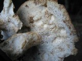 Polyporus tuberaster image