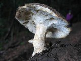 Polyporus tuberaster image
