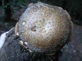 Polyporus tuberaster image