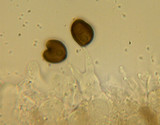Panaeolus bisporus image