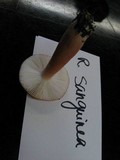 Russula rhodocephala image