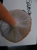 Russula rhodocephala image