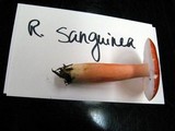 Russula rhodocephala image